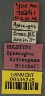 Sphecodes hydrangeae image