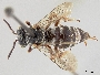 Triepeolus michiganensis image