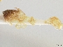 Triepeolus monardae image