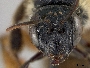 Andrena micheneriana image