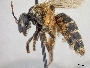 Andrena micheneriana image