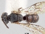 Pseudopanurgus inornatus image