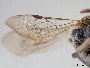 Pseudopanurgus succinctus image