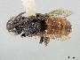Image of Holcopasites illinoiensis