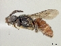 Holcopasites illinoiensis image