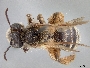 Andrena specularia image
