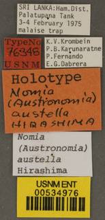 Lipotriches austella image