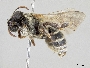 Lipotriches austella image