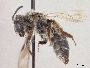 Andrena zionensis image