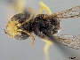 Image of Calliopsis sonora