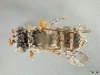 Epeolus novomexicanus image