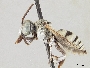 Triepeolus argyreus image