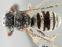 Triepeolus bihamatus image
