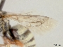 Triepeolus eldoradensis image