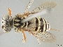 Triepeolus ancoratus image