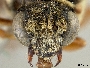 Epeolus flavofasciatus image