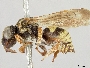 Epeolus flavofasciatus image