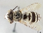 Triepeolus texanus image