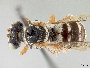 Triepeolus norae image