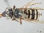 Triepeolus subalpinus image