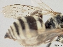 Triepeolus texanus image