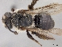 Andrena winnemuccana image