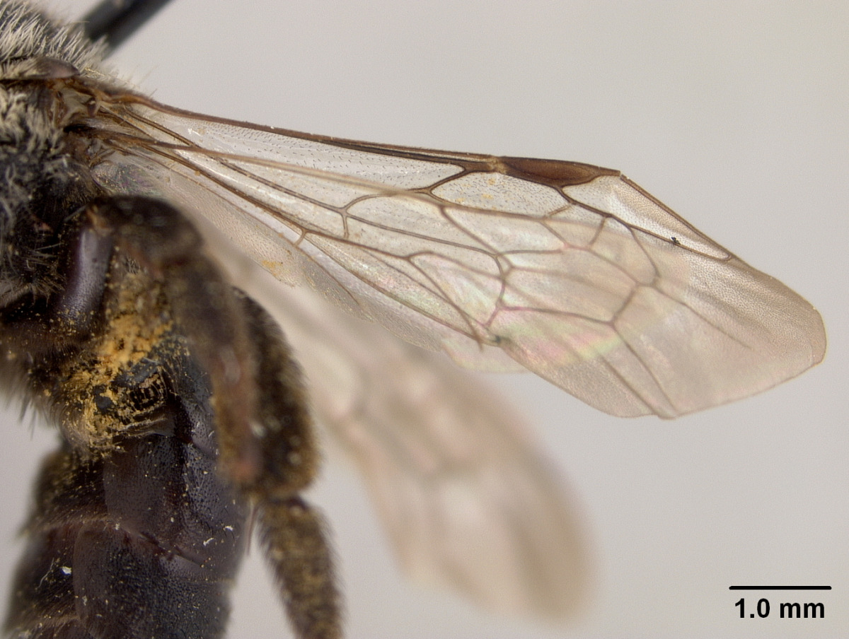 Andrena winnemuccana image