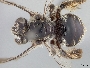 Exomalopsis bahamica image