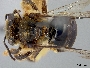Image of Exomalopsis bartschi