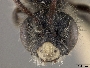 Andrena semirugosa image