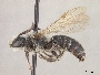 Andrena semirugosa image