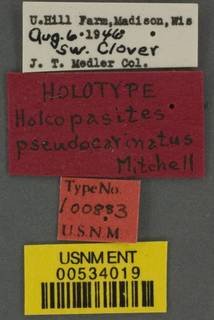 Holcopasites calliopsidis image