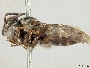 Epeolus asperatus image