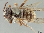 Epeolus barberiellus image