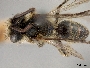 Image of Andrena chlorura