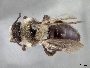 Andrena transnigra image