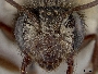 Andrena transnigra image