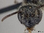 Andrena sayi image