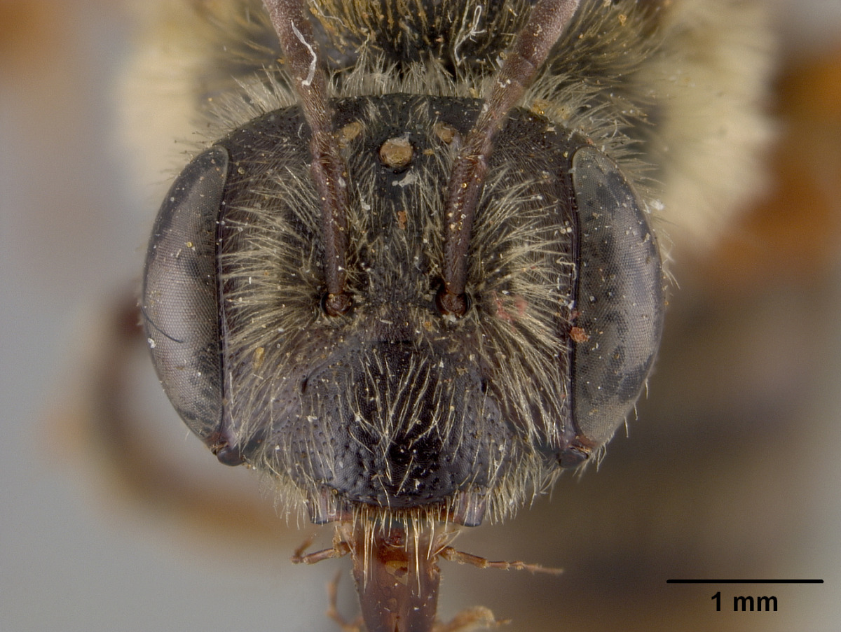 Andrena carolinensis image
