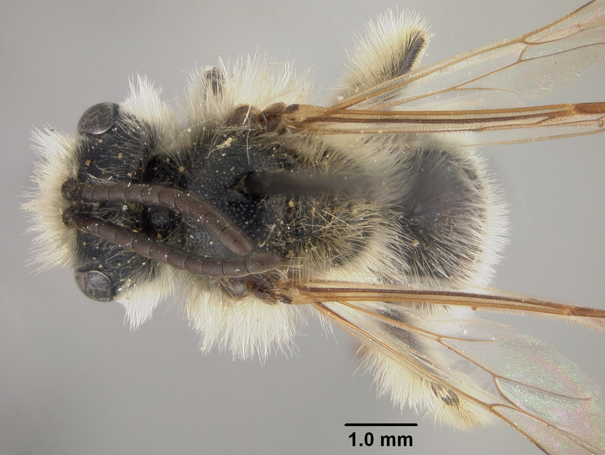 Andrena striatifrons image