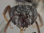 Andrena illinoiensis image