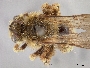 Andrena verbesinae image