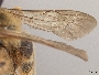 Andrena verbesinae image