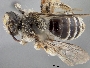 Andrena sculleni image