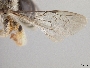 Andrena sculleni image