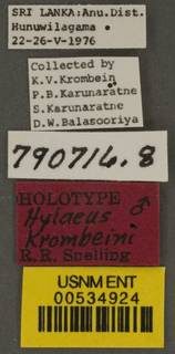 Hylaeus krombeini image