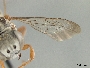 Epeolus australis image