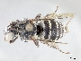 Triepeolus georgicus image