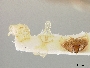 Triepeolus nigrihirtus image