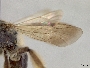 Andrena mendica image